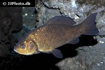 carassius carassius carassius carassius