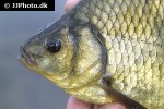 carassius carassius carassius carassius