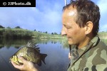 carassius carassius carassius carassius