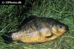 carassius carassius carassius carassius