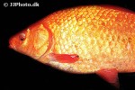 carassius carassius gold carassius carassius gold