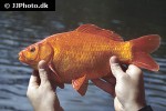 carassius carassius gold carassius carassius gold