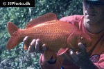 carassius carassius gold carassius carassius gold