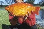 carassius carassius gold carassius carassius gold