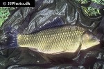 carassius gibelio carassius gibelio
