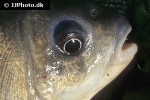 carassius gibelio carassius gibelio