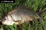 carassius gibelio carassius gibelio