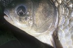 carassius gibelio carassius gibelio