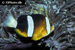 Damselfish types