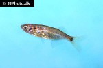 chela cachius chela cachius