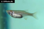 chela cachius chela cachius