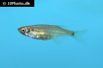 chela cachius chela cachius