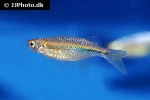 chela species rakhine chela species rakhine
