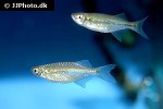 chela species rakhine chela species rakhine