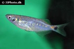 chela species rakhine chela species rakhine