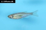 danio aesculapii danio aesculapii