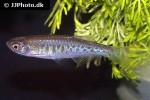 danio aesculapii danio aesculapii