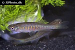danio aesculapii danio aesculapii