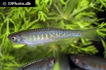 danio aesculapii danio aesculapii