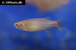 danio albolineatus danio albolineatus