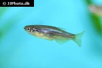 danio albolineatus danio albolineatus