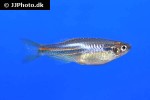 danio albolineatus danio albolineatus