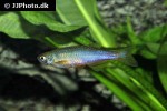 danio albolineatus danio albolineatus