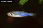 danio albolineatus var tweediei danio albolineatus var tweediei