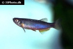 danio albolineatus var tweediei danio albolineatus var tweediei