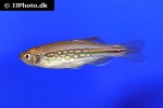 danio cf assamila danio cf assamila