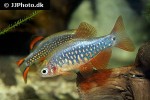 danio cf margaritatus danio cf margaritatus