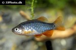 danio cf margaritatus danio cf margaritatus