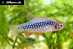 danio cf margaritatus danio cf margaritatus