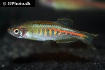 danio choprae danio choprae