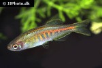 danio choprae danio choprae