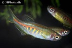danio choprae danio choprae