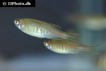 danio choprae danio choprae