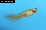 danio choprae danio choprae