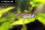danio choprae danio choprae