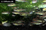 danio choprae danio choprae