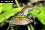 danio choprae danio choprae