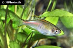 danio choprae danio choprae