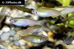 danio choprae danio choprae