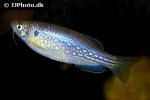 danio dangila danio dangila