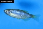 danio dangila danio dangila