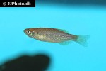 danio dangila danio dangila