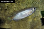 danio dangila danio dangila
