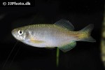 danio dangila danio dangila