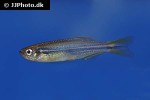 danio dichromatus danio dichromatus