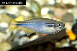 danio dichromatus danio dichromatus